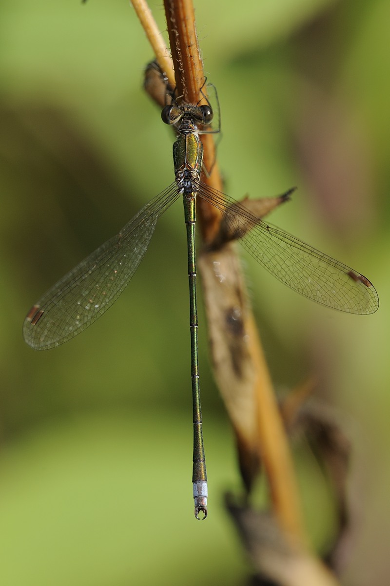 Lestes virens vestalis